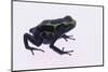 Green Poison Arrow Frog-DLILLC-Mounted Photographic Print