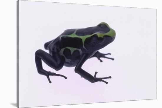 Green Poison Arrow Frog-DLILLC-Stretched Canvas