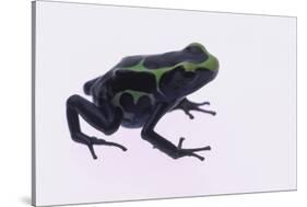 Green Poison Arrow Frog-DLILLC-Stretched Canvas