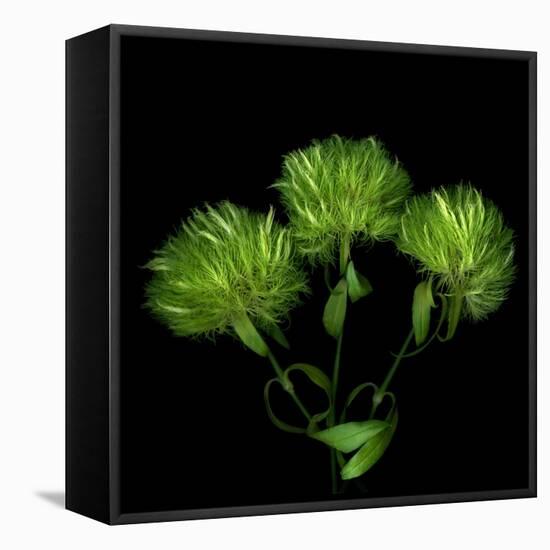 Green Pompons-Magda Indigo-Framed Stretched Canvas