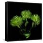 Green Pompons-Magda Indigo-Framed Stretched Canvas