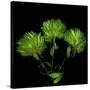Green Pompons-Magda Indigo-Stretched Canvas