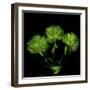 Green Pompons-Magda Indigo-Framed Premium Photographic Print