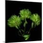 Green Pompons-Magda Indigo-Mounted Premium Photographic Print