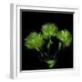 Green Pompons-Magda Indigo-Framed Photographic Print