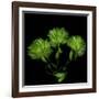 Green Pompons-Magda Indigo-Framed Photographic Print