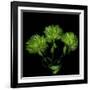 Green Pompons-Magda Indigo-Framed Photographic Print