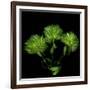 Green Pompons-Magda Indigo-Framed Photographic Print