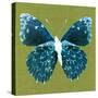 Green Pop Butterfly-Christine Caldwell-Stretched Canvas