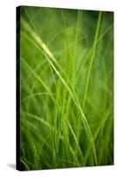 Green Prairie Grass-Steve Gadomski-Stretched Canvas
