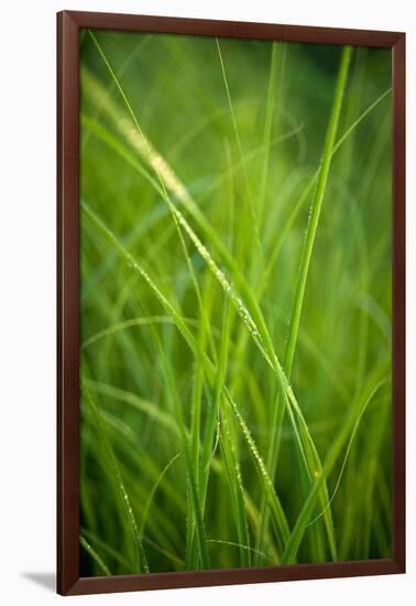 Green Prairie Grass-Steve Gadomski-Framed Photographic Print