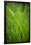 Green Prairie Grass-Steve Gadomski-Framed Photographic Print