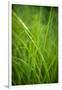 Green Prairie Grass-Steve Gadomski-Framed Premium Photographic Print