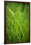 Green Prairie Grass-Steve Gadomski-Framed Premium Photographic Print