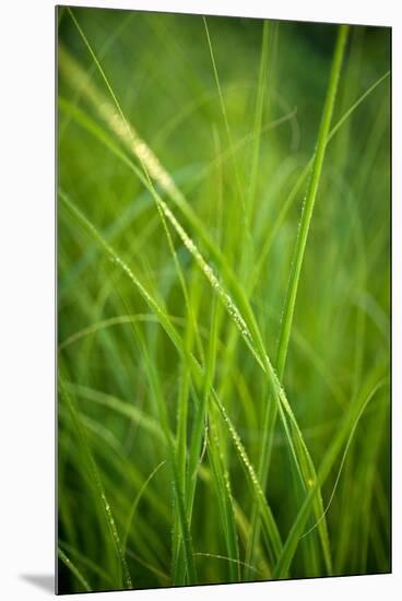 Green Prairie Grass-Steve Gadomski-Mounted Premium Photographic Print