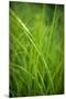 Green Prairie Grass-Steve Gadomski-Mounted Premium Photographic Print