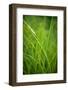 Green Prairie Grass-Steve Gadomski-Framed Photographic Print