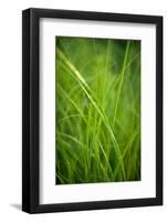 Green Prairie Grass-Steve Gadomski-Framed Photographic Print