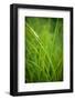 Green Prairie Grass-Steve Gadomski-Framed Photographic Print