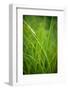 Green Prairie Grass-Steve Gadomski-Framed Photographic Print