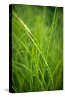 Green Prairie Grass-Steve Gadomski-Stretched Canvas