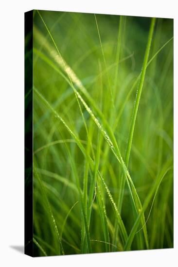 Green Prairie Grass-Steve Gadomski-Stretched Canvas