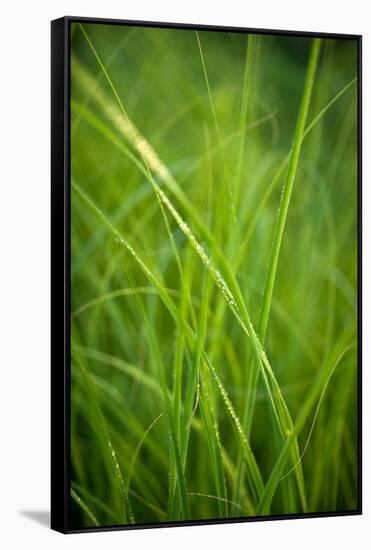 Green Prairie Grass-Steve Gadomski-Framed Stretched Canvas