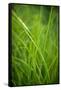 Green Prairie Grass-Steve Gadomski-Framed Stretched Canvas