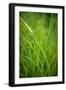 Green Prairie Grass-Steve Gadomski-Framed Photographic Print