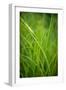 Green Prairie Grass-Steve Gadomski-Framed Photographic Print