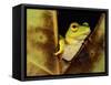 Green Reed Frog Sitting on a Plant-null-Framed Stretched Canvas