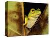 Green Reed Frog Sitting on a Plant-null-Stretched Canvas