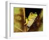 Green Reed Frog Sitting on a Plant-null-Framed Photographic Print