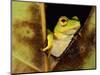 Green Reed Frog Sitting on a Plant-null-Mounted Photographic Print