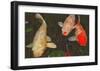 Green Rock Japanese Koi I-erichan-Framed Giclee Print