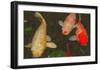 Green Rock Japanese Koi I-erichan-Framed Giclee Print