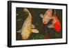 Green Rock Japanese Koi I-erichan-Framed Giclee Print