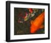 Green Rock Japanese Koi II-erichan-Framed Giclee Print