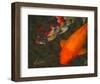 Green Rock Japanese Koi II-erichan-Framed Giclee Print