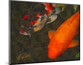 Green Rock Japanese Koi II-erichan-Mounted Giclee Print