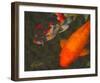 Green Rock Japanese Koi II-erichan-Framed Giclee Print