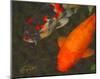 Green Rock Japanese Koi II-erichan-Mounted Giclee Print