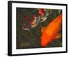 Green Rock Japanese Koi II-erichan-Framed Giclee Print