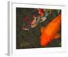 Green Rock Japanese Koi II-erichan-Framed Giclee Print