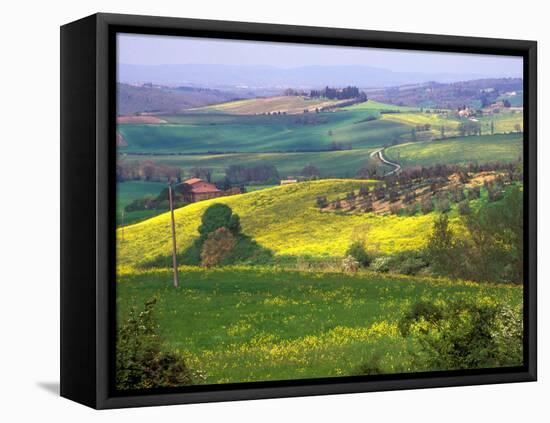 Green Rolling Hills and Spotted Yellow Mustard Flowers, Tuscany, Italy-Janis Miglavs-Framed Stretched Canvas
