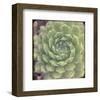 Green Rose I-Judy Stalus-Framed Art Print