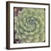 Green Rose I-Judy Stalus-Framed Art Print