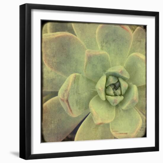 Green Rose II-Judy Stalus-Framed Art Print