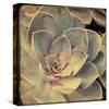 Green Rose IV-Judy Stalus-Stretched Canvas