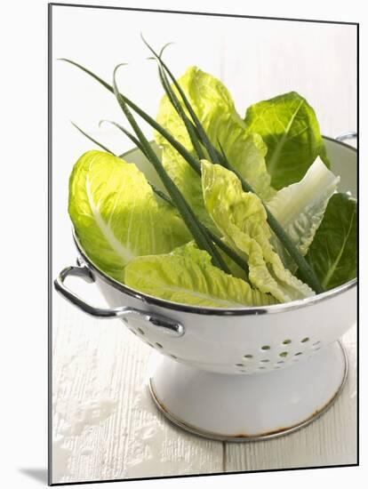 Green Salad and Chives in a Colander-Armin Zogbaum-Mounted Photographic Print